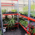 Учебный ботанический сад организует продажу саженцев